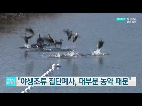 [사이언스TV] 야생조류 집단폐사 1,076마리 중 1,000마리 농약 검출