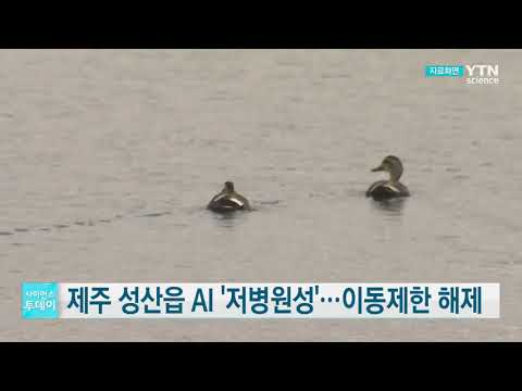 [사이언스TV] 제주 성산읍 AI ‘저병원성’ 이동제한 해제