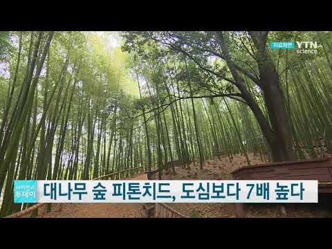 [사이언스TV] 대나무 숲 피톤치드 도심보다 7배 높다