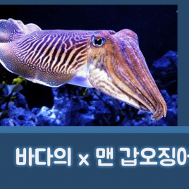 바다의 x맨 갑오징어