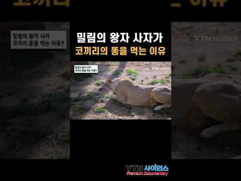 밀림의 왕자 사자가 코끼리 똥을 먹는 이유 #shorts