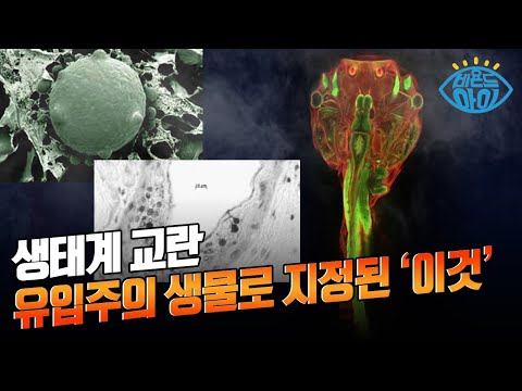 환경부가 유입주의 생물로 지정했으며⚠️뒷발에 3개의 단단한 발톱이 붙어있는 게 특징인 이것은?! [#X파일]