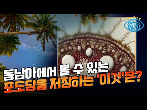 동남아시아에서 재배되고 🎑 단맛이 나는 이것! [#X파일]