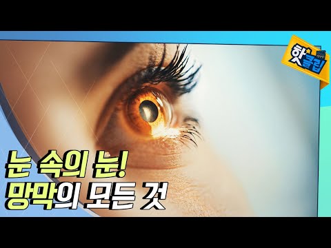 [핫클립] 눈 속의 눈이라 불리는 망막의 모든 것