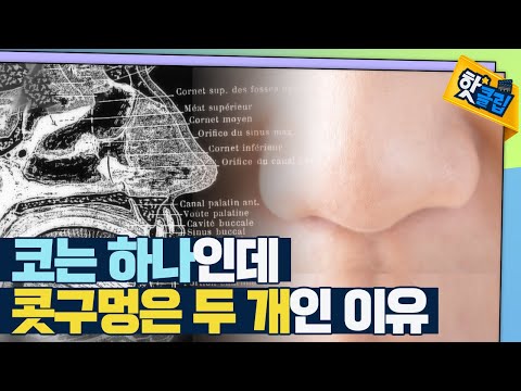 [핫클립] 콧구멍은 2교대로 일한다?