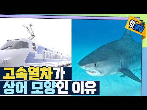 [핫클립] 고속열차가 상어 모양인 이유는?