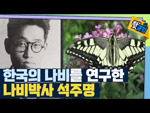 [핫클립] 나비 박사 석주명의 나비 연구 계기