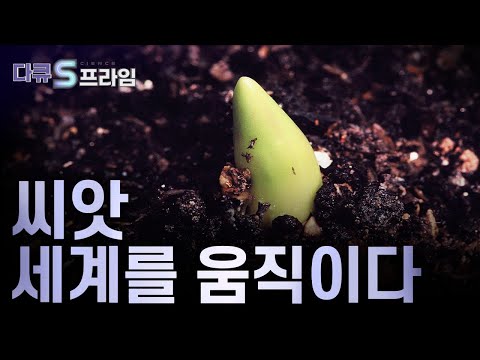[다큐S프라임] 씨앗 하나에서 시작된 인류의 식량 위기