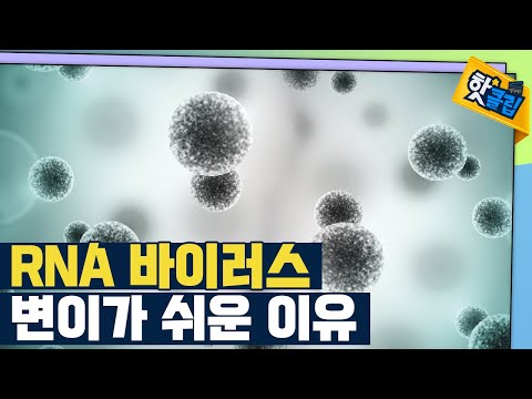 [핫클립] RNA 바이러스의 변이가 쉬운 이유
