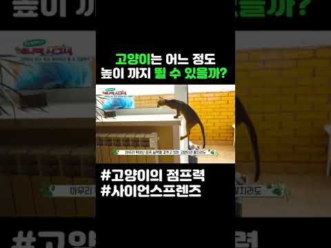 고양이는 어느 정도 높이까지 뛸 수 있을까 #shorts
