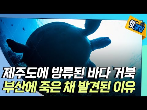 [핫클립] 방류된 바다 거북이 폐사된 이유