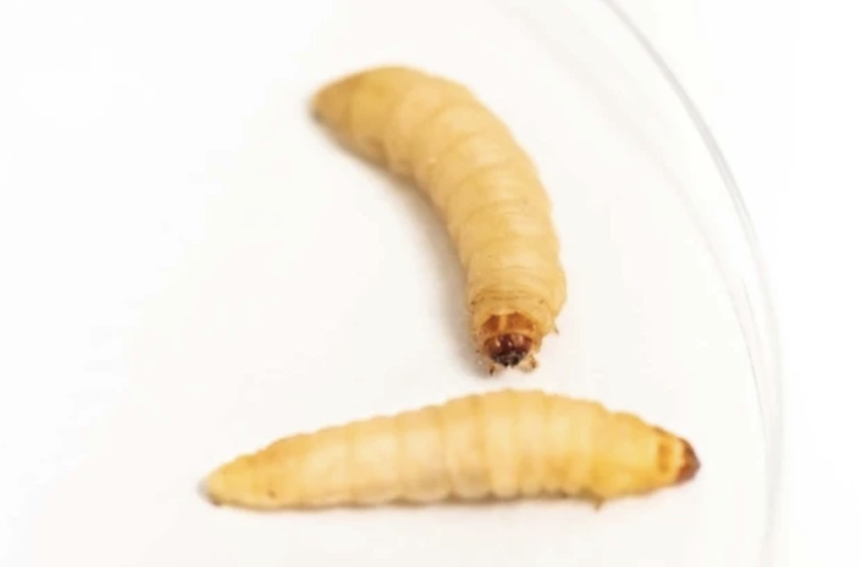큰 밀랍나방 애벌레의 침, 플라스틱을 분해하다