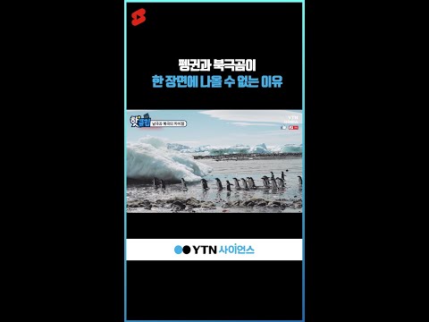 펭귄과 북극곰이 한 장면에 나올 수 없는 이유 #shorts