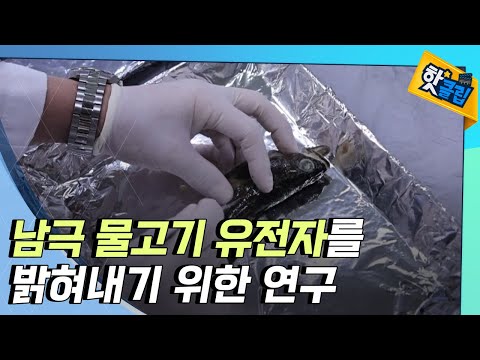 [핫클립] 아직 밝혀지지 않은 남극 어류의 유전체