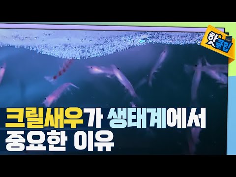[핫클립] 크릴새우가 지키고 있는 많은 것