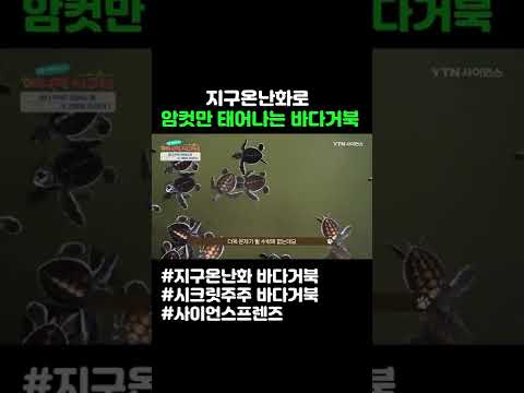 지구온난화로 암컷만 태어나는 바다거북 #shorts