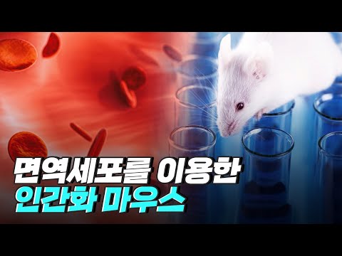 [핫클립] 사람의 면역 체계와 유사한 인간화 마우스