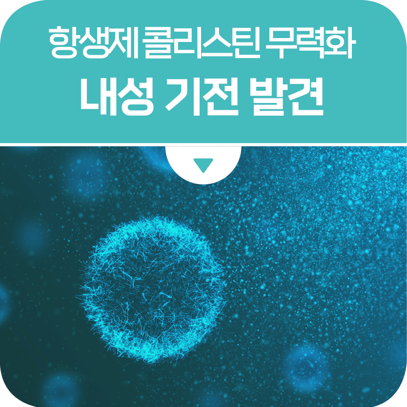 항생제 콜리스틴 무력화하는 내성 기전 발견