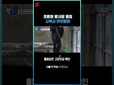 호랑이 방사장 출입 사육사 안전할까 #shorts