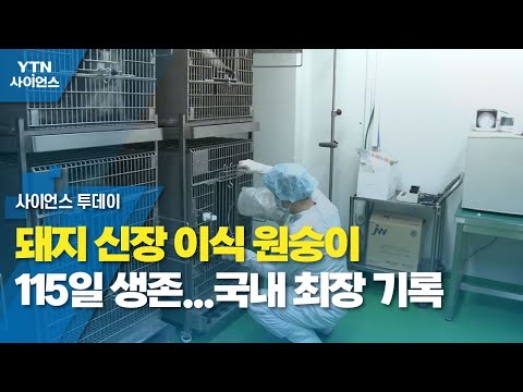 [NEWS] 돼지 이종 이식용 돼지의 신장을 이식 받은 원숭이…115일 생존