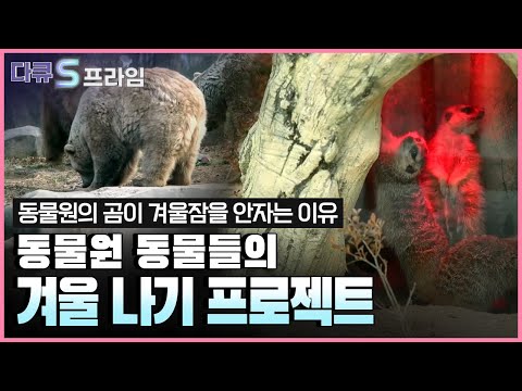 [다큐S프라임] 사자는 온돌에서..미어캣은 히팅동굴에서..각기 다른 동물둘의 겨울나기