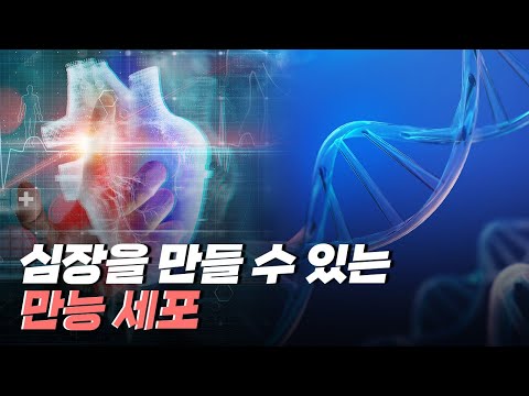 [핫클립] 유도만능줄기세포로 만들어낸 심장 오가노이드