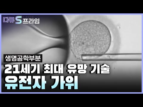 [다큐S프라임] 상용화 임박한 유전자 가위 기술.. 인간 배아 관련 윤리적 문제 없을까