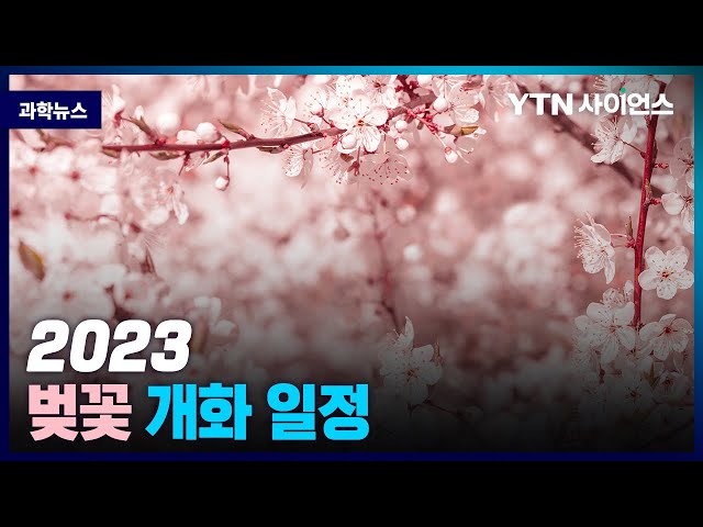 [과학뉴스] 2023, 벚꽃 개화 일정 발표 .. 3월20일 제주 시작