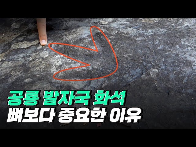 [핫클립] 공룡의 생태 환경을 알 수 있는 발바닥 화석