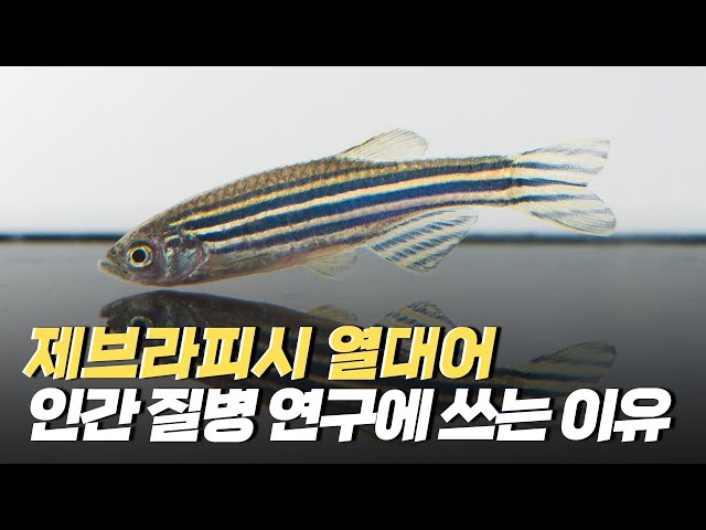 [핫클립] 인간 유전자의 70%를 가진 제브라피시