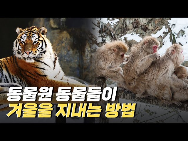 [핫클립] 동물원 동물들은 겨울을 어떻게 지낼까?