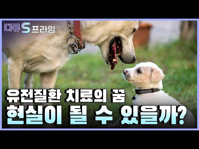 [다큐S프라임] 국내 연구진이 세계 최초 유전자 가위 이용해 개 유전 질환 치료 성공!…인간의 유전질환 치료도 가능할까?