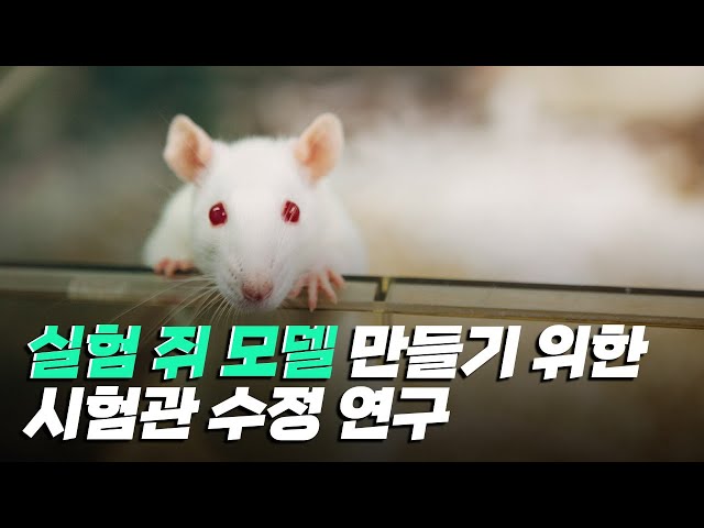 [핫클립] 실험 쥐 모델을 만들기 위한 시험관 수정 연구