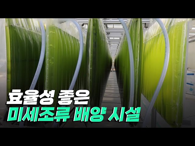 [핫클립] 효율성 좋은 미세조류 배양 시설
