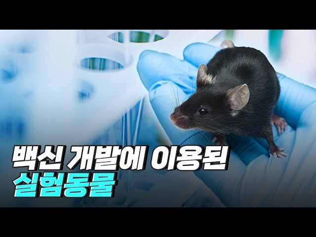 [핫클립] 여러 동물을 이용한 백신 개발