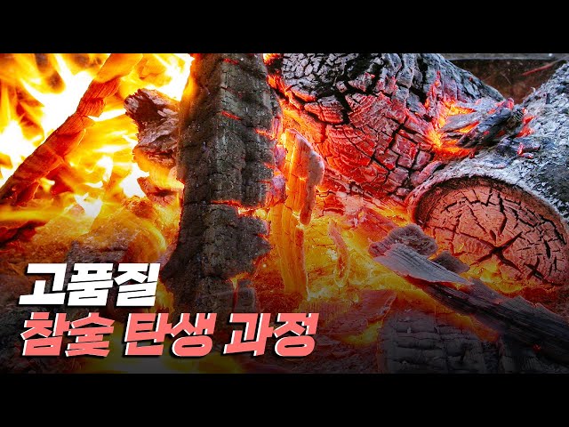 [핫클립] 귀한 품질의 참숯을 얻기 위한 과정