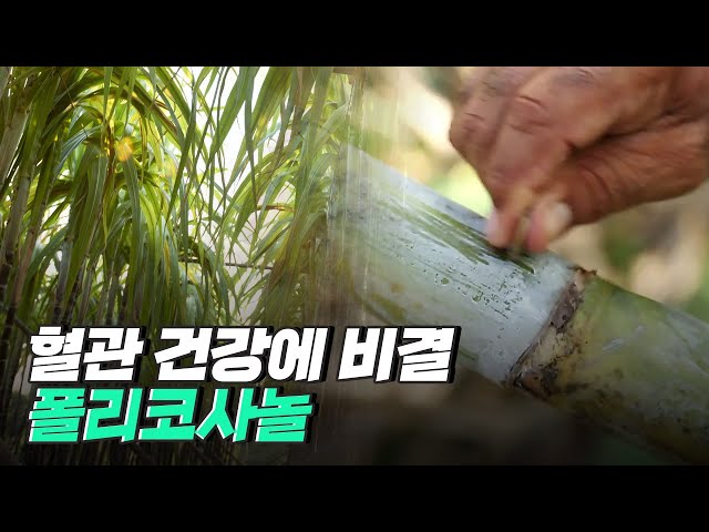 [핫클립] 폴리코사놀 – 쿠바에서 발견한 건강에 이로운 원료