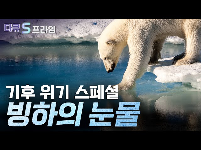 [다큔S프라임 오리지널] 기후 위기 스페셜 _ 빙하의 눈물