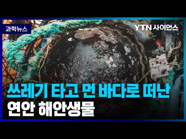 [과학뉴스] 연안 해안생물, 플라스틱 쓰레기 타고 먼바다서 서식