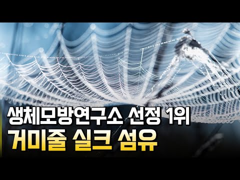 거미에서 착안한 신기술들 / 별별실험실
