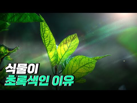 [핫클립] 식물은 왜 초록색일까?