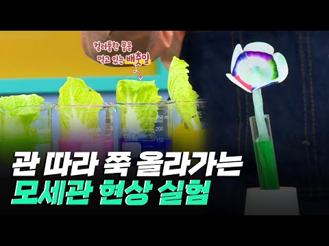 [핫클립] 모세관 현상을 쉽게 이해할 수 있는 실험