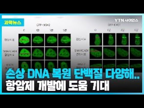 [과학뉴스] 손상 DNA 복구하는 단백질 기존 알려진 것보다 다양해