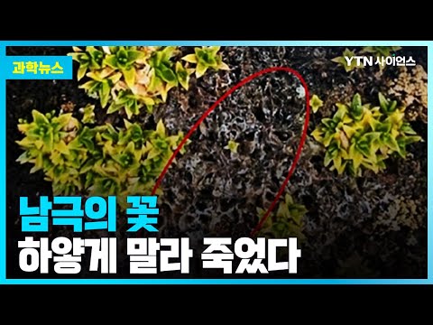 [과학뉴스] 남극의 꽃, 기후변화로 곰팡이에 감염…최초 확인