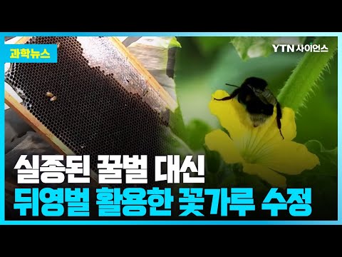[과학뉴스] 꿀벌 사촌 ‘뒤영벌’로 꽃가루 수정 대체 가능