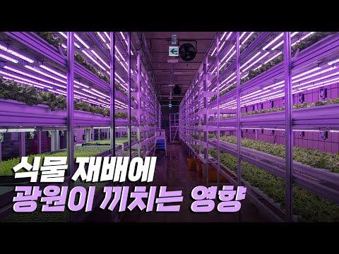 [핫클립] 작물 재배에 가장 중요한 인자, 광원