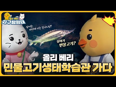 생태계를 위협하는 외래종🐟들과 우리나라 토종 민물고기들을 알아봅니다 / 올리 베리 지구탐험대