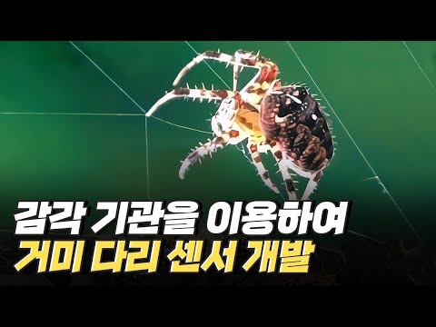 [핫클립] 거미줄 섬유, 점탄성패드 – 거미를 모사한 생체 모방 기술