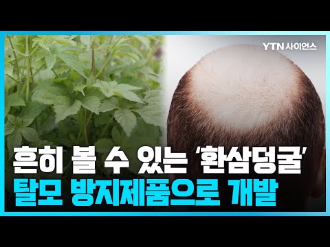 [과학뉴스] 경기산림연구소, 생태계 교란종 ‘환삼덩굴’로 탈모방지 제품 개발