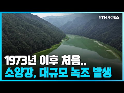 [과학뉴스] 소양강 상류 녹조 발생…소양댐 건설 후 50년 만에 처음